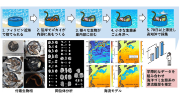 プラスチック製ボトルキャップに乗ったゴカイ達の航海記録 ～付着生物相・同位体分析・海流モデルから海洋ごみ生態系の漂流の道のりを推定～　