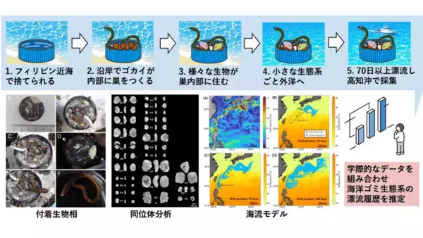 プラスチック製ボトルキャップに乗ったゴカイ達の航海記録 ～付着生物相・同位体分析・海流モデルから海洋ごみ生態系の漂流の道のりを推定～　