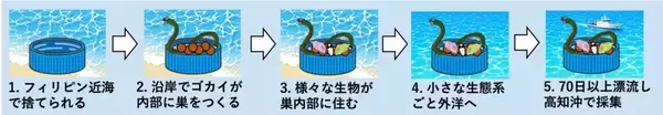 「プラスチック製ボトルキャップに乗ったゴカイ達の航海記録 ～付着生物相・同位体分析・海流モデルから海洋ごみ生態系の漂流の道のりを推定～　」の画像
