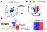 「【横浜市立大学】iPS細胞由来マクロファージが腫瘍を縮小する新免疫療法を開発」の画像1