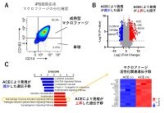【横浜市立大学】iPS細胞由来マクロファージが腫瘍を縮小する新免疫療法を開発