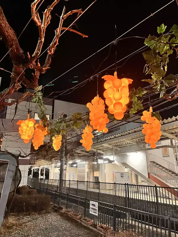 【冬に実る光のぶどう「ふゆみのり」今年もスタート！】塩尻駅東口のぶどう棚に春を待つぶどうの息吹と温もりを感じる光ぶどうを点灯します。