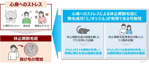 【新知見】心身へのストレスによる抜け毛の増加（休止期脱毛症）に発毛成分「ミノキシジル」が有用な可能性を見出す