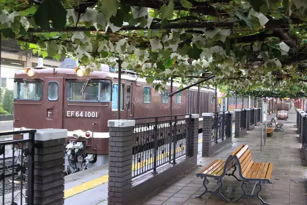 【日本でここだけ！「ぶどう」が育つ塩尻駅！】今年最初の作業。ホームのぶどう園のブドウの誘引結束と芽かき作業を行います。