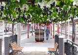 「【日本でここだけ！「ぶどう」が育つ塩尻駅！】今年最初の作業。ホームのぶどう園のブドウの誘引結束と芽かき作業を行います。」の画像2
