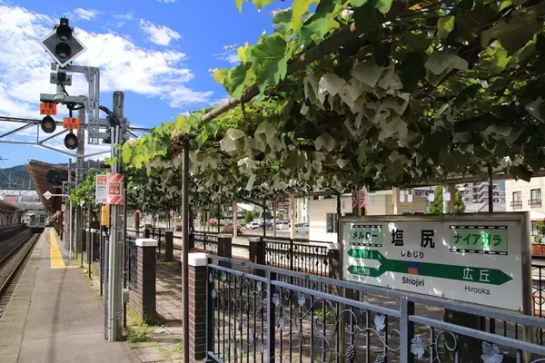 「【日本でここだけ！「ぶどう」が育つ塩尻駅！】今年最初の作業。ホームのぶどう園のブドウの誘引結束と芽かき作業を行います。」の画像