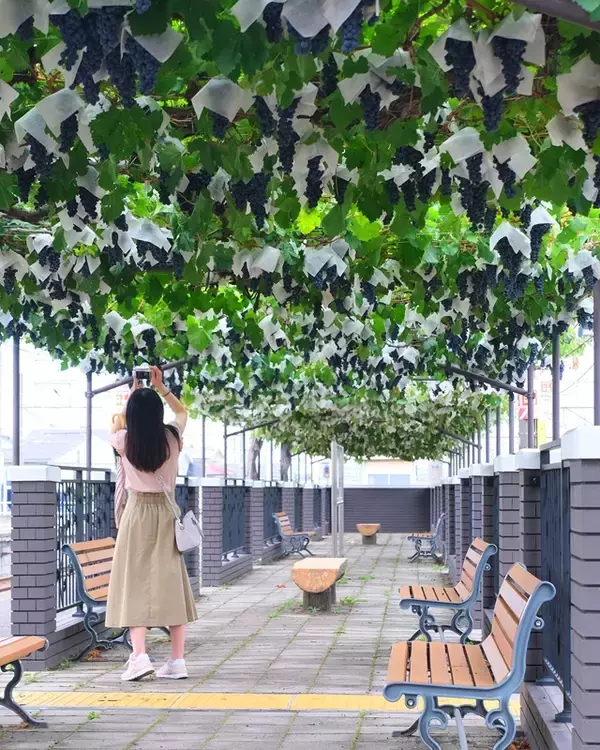 「【日本でここだけ！「ぶどう」が育つ塩尻駅！】今年最初の作業。ホームのぶどう園のブドウの誘引結束と芽かき作業を行います。」の画像