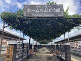 「【日本でここだけ！「ぶどう」が育つ塩尻駅！】今年最初の作業。ホームのぶどう園のブドウの誘引結束と芽かき作業を行います。」の画像5