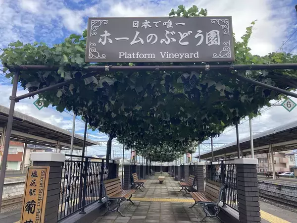 「【日本でここだけ！「ぶどう」が育つ塩尻駅！】今年最初の作業。ホームのぶどう園のブドウの誘引結束と芽かき作業を行います。」の画像