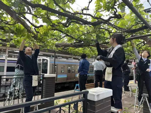 「【日本でここだけ！「ぶどう」が育つ塩尻駅！】今年最初の作業。ホームのぶどう園のブドウの誘引結束と芽かき作業を行います。」の画像