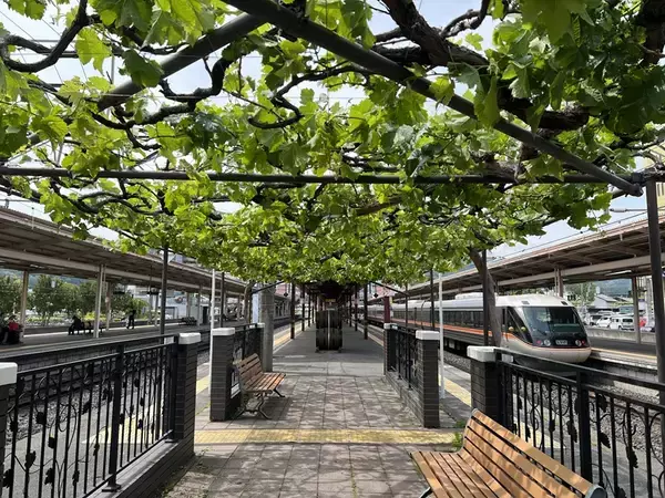 「【日本でここだけ！「ぶどう」が育つ塩尻駅！】今年最初の作業。ホームのぶどう園のブドウの誘引結束と芽かき作業を行います。」の画像