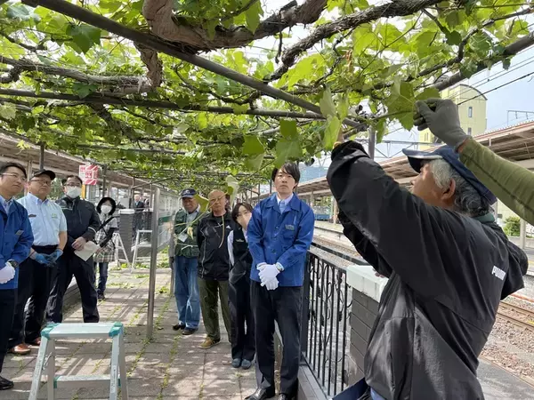 「【日本でここだけ！「ぶどう」が育つ塩尻駅！】今年最初の作業。ホームのぶどう園のブドウの誘引結束と芽かき作業を行います。」の画像