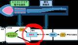 「【横浜市立大学】ヒトを含む哺乳類の精子運動を支えるエネルギー産生経路を発見」の画像1