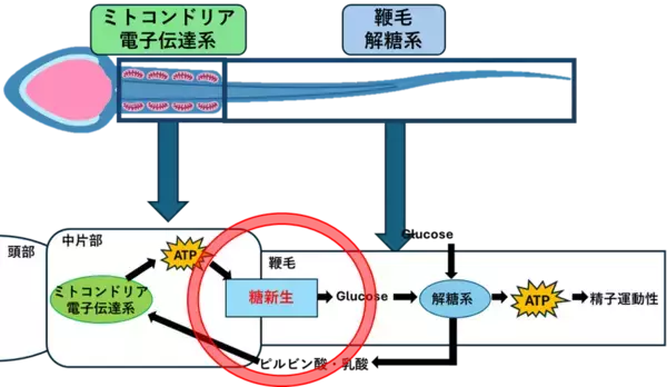 【横浜市立大学】ヒトを含む哺乳類の精子運動を支えるエネルギー産生経路を発見