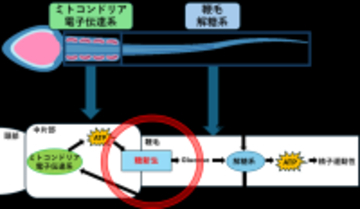【横浜市立大学】ヒトを含む哺乳類の精子運動を支えるエネルギー産生経路を発見