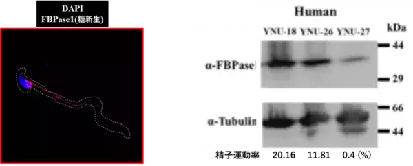 「【横浜市立大学】ヒトを含む哺乳類の精子運動を支えるエネルギー産生経路を発見」の画像