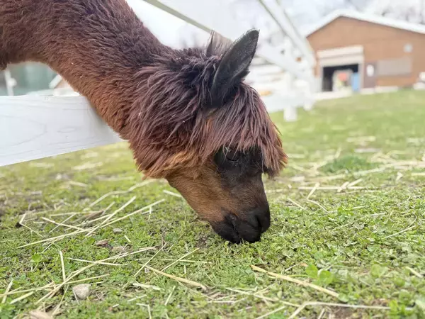 「【満開速報】約300m「桜のトンネル」が今週見頃！ 那須千本松牧場で「桜×どうぶつ×食×音楽」のお花見イベント」の画像