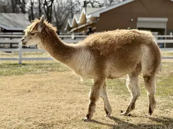 「【満開速報】約300m「桜のトンネル」が今週見頃！ 那須千本松牧場で「桜×どうぶつ×食×音楽」のお花見イベント」の画像