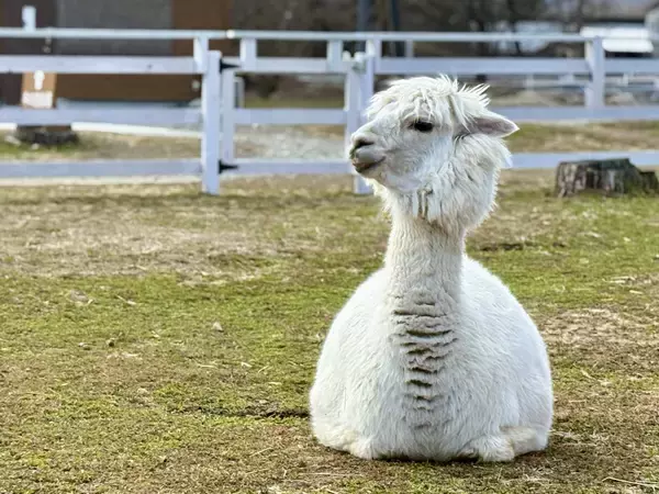 「【満開速報】約300m「桜のトンネル」が今週見頃！ 那須千本松牧場で「桜×どうぶつ×食×音楽」のお花見イベント」の画像