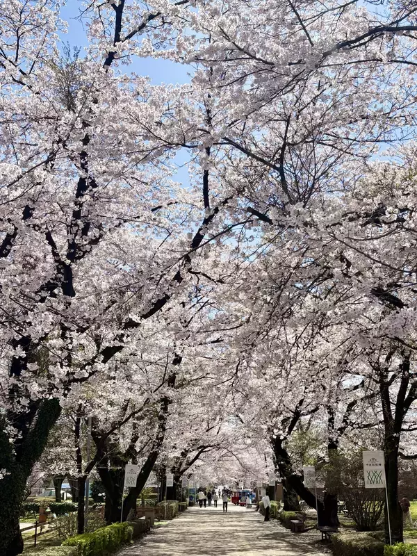 「【満開速報】約300m「桜のトンネル」が今週見頃！ 那須千本松牧場で「桜×どうぶつ×食×音楽」のお花見イベント」の画像
