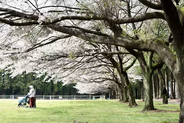 「【満開速報】約300m「桜のトンネル」が今週見頃！ 那須千本松牧場で「桜×どうぶつ×食×音楽」のお花見イベント」の画像