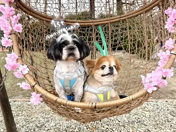 「【満開速報】約300m「桜のトンネル」が今週見頃！ 那須千本松牧場で「桜×どうぶつ×食×音楽」のお花見イベント」の画像