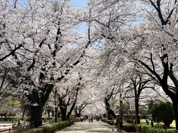 「【満開速報】約300m「桜のトンネル」が今週見頃！ 那須千本松牧場で「桜×どうぶつ×食×音楽」のお花見イベント」の画像