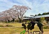 「【満開速報】約300m「桜のトンネル」が今週見頃！ 那須千本松牧場で「桜×どうぶつ×食×音楽」のお花見イベント」の画像5
