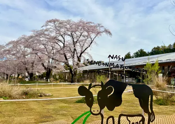 「【満開速報】約300m「桜のトンネル」が今週見頃！ 那須千本松牧場で「桜×どうぶつ×食×音楽」のお花見イベント」の画像