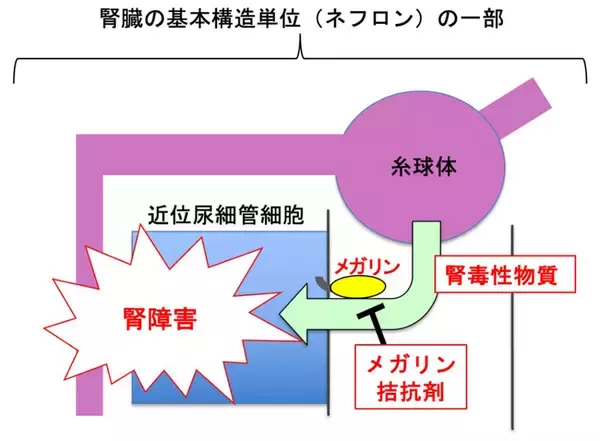 メガリンの立体構造とリガンド結合様式を解明