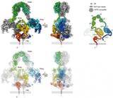 「メガリンの立体構造とリガンド結合様式を解明」の画像2