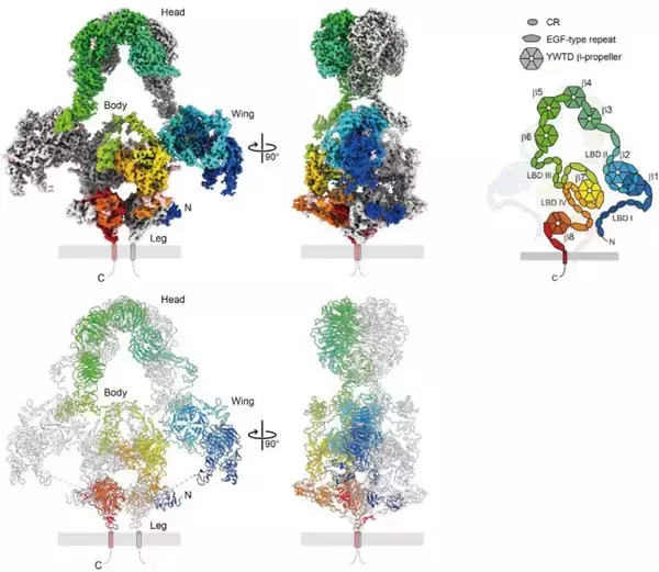 「メガリンの立体構造とリガンド結合様式を解明」の画像