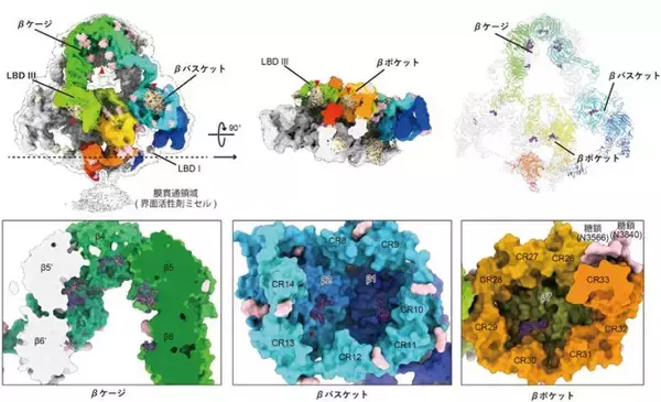「メガリンの立体構造とリガンド結合様式を解明」の画像