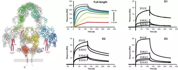 「メガリンの立体構造とリガンド結合様式を解明」の画像