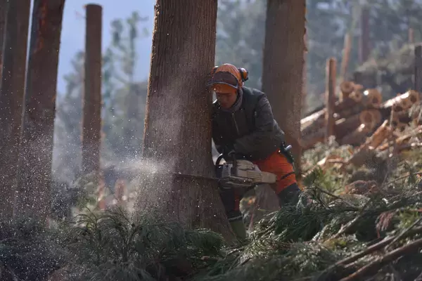 「【イベントのお知らせ】山と木と生きることを体験する上映会「山と木の映画祭」と、全国の山のめぐみを販売するマルシェイベント「有楽町モクイチ」を開催」の画像