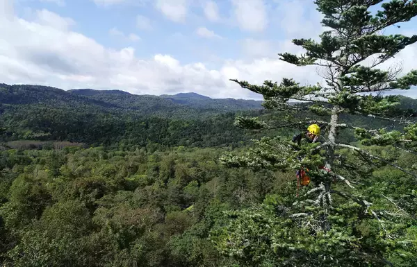 「【イベントのお知らせ】山と木と生きることを体験する上映会「山と木の映画祭」と、全国の山のめぐみを販売するマルシェイベント「有楽町モクイチ」を開催」の画像