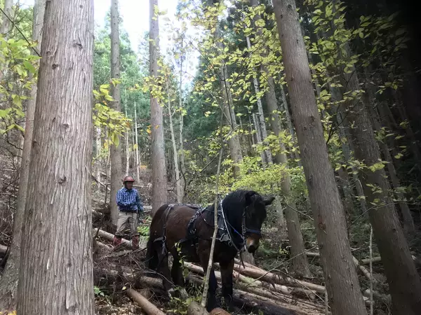 「【イベントのお知らせ】山と木と生きることを体験する上映会「山と木の映画祭」と、全国の山のめぐみを販売するマルシェイベント「有楽町モクイチ」を開催」の画像