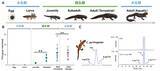 「アカハライモリのフグ毒はササラダニに由来していた ―陸上での毒獲得経路を初めて解明―」の画像1