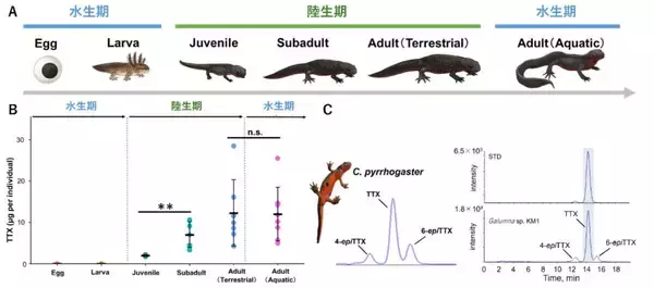 アカハライモリのフグ毒はササラダニに由来していた ―陸上での毒獲得経路を初めて解明―