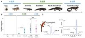 アカハライモリのフグ毒はササラダニに由来していた ―陸上での毒獲得経路を初めて解明―
