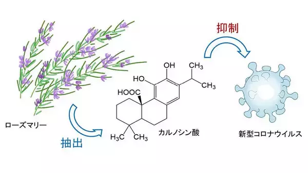 ローズマリー由来のカルノシン酸が新型コロナを抑制する可能性新たな作⽤メカニズムを論⽂発表 -- 東京工科大学応用生物学部