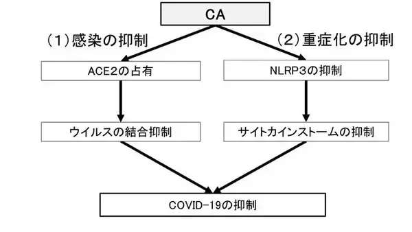 「ローズマリー由来のカルノシン酸が新型コロナを抑制する可能性新たな作⽤メカニズムを論⽂発表 -- 東京工科大学応用生物学部」の画像
