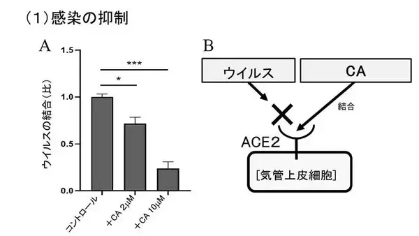 「ローズマリー由来のカルノシン酸が新型コロナを抑制する可能性新たな作⽤メカニズムを論⽂発表 -- 東京工科大学応用生物学部」の画像