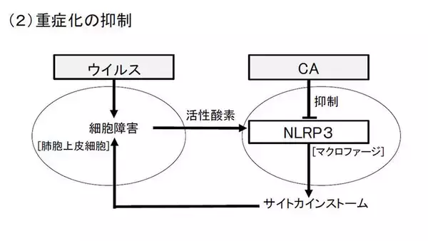 「ローズマリー由来のカルノシン酸が新型コロナを抑制する可能性新たな作⽤メカニズムを論⽂発表 -- 東京工科大学応用生物学部」の画像