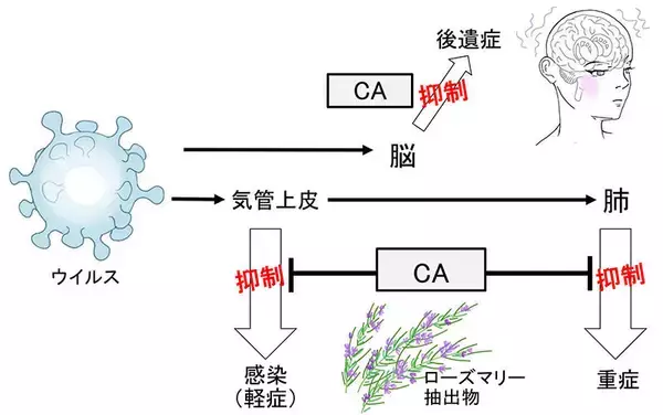 「ローズマリー由来のカルノシン酸が新型コロナを抑制する可能性新たな作⽤メカニズムを論⽂発表 -- 東京工科大学応用生物学部」の画像