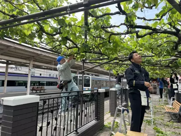 「《鉄道ファンもワイン好きも注目》「日本で唯一！駅ホームのぶどう園」のメルロで造った「塩尻駅メルロ2025」が、今年はリニューアルして登場。12月20日（土）から販売します。」の画像