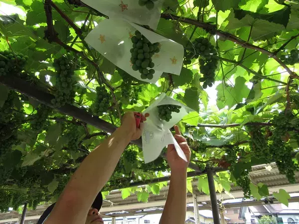 「《鉄道ファンもワイン好きも注目》「日本で唯一！駅ホームのぶどう園」のメルロで造った「塩尻駅メルロ2025」が、今年はリニューアルして登場。12月20日（土）から販売します。」の画像