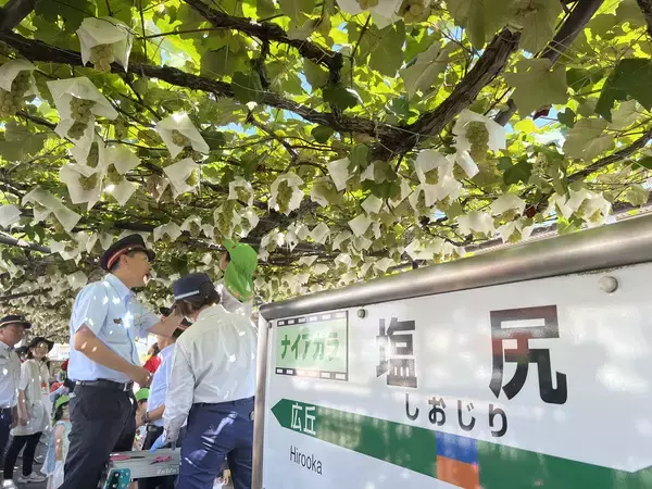 「《鉄道ファンもワイン好きも注目》「日本で唯一！駅ホームのぶどう園」のメルロで造った「塩尻駅メルロ2025」が、今年はリニューアルして登場。12月20日（土）から販売します。」の画像
