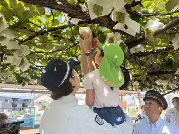 「《鉄道ファンもワイン好きも注目》「日本で唯一！駅ホームのぶどう園」のメルロで造った「塩尻駅メルロ2025」が、今年はリニューアルして登場。12月20日（土）から販売します。」の画像
