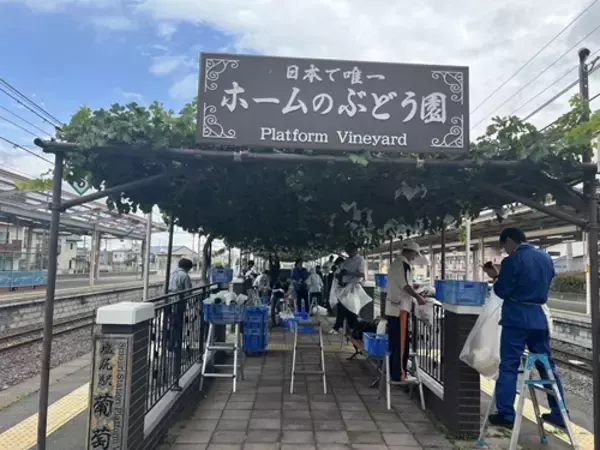 「《鉄道ファンもワイン好きも注目》「日本で唯一！駅ホームのぶどう園」のメルロで造った「塩尻駅メルロ2025」が、今年はリニューアルして登場。12月20日（土）から販売します。」の画像